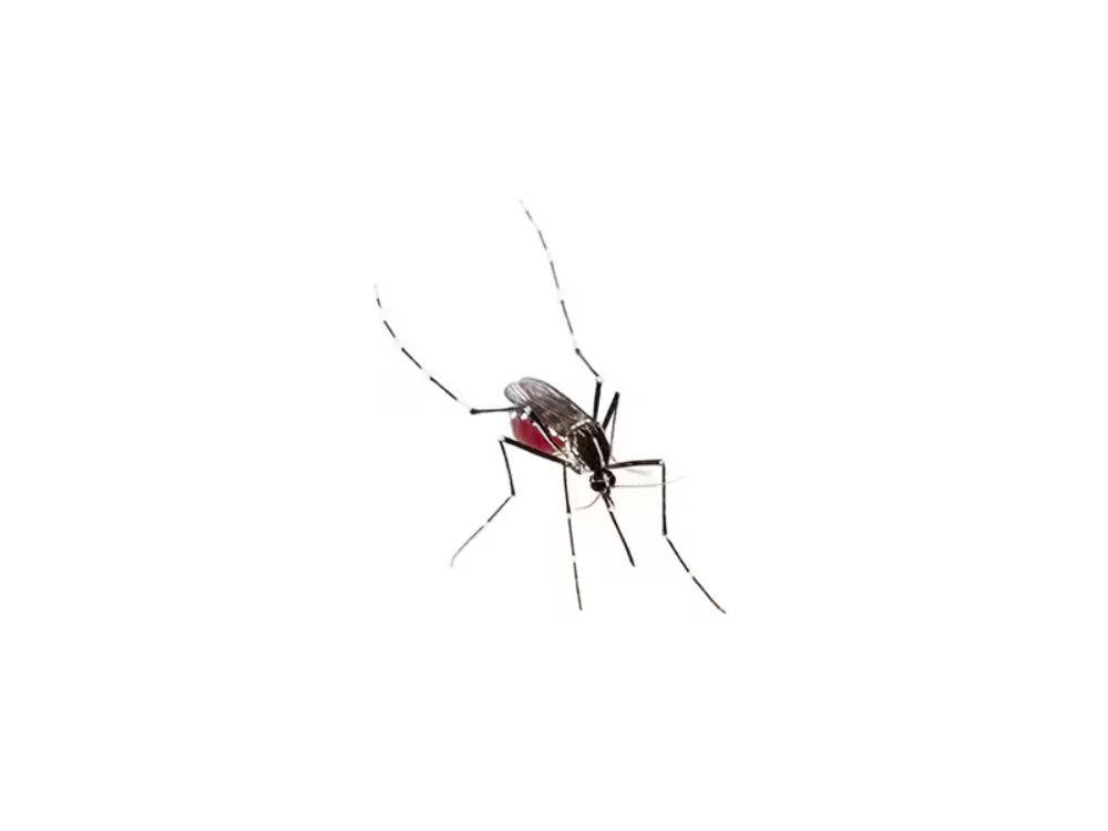 Sivrisinek Ukun (Ergin) rnleri